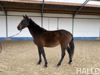 Paard Hallo