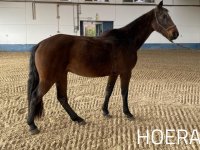 Paard Hoera